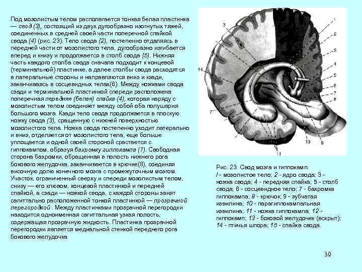 Структура гиппокампа. Свод мозга функции. Свод мозга передняя спайка и гиппокамп. Мозолистое тело и свод анатомия. Мозолистое тело свод передняя спайка анатомия.