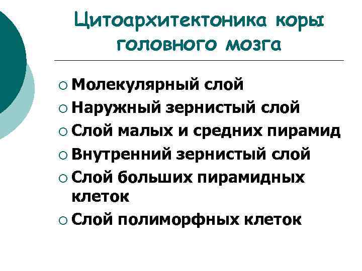 Цитоархитектоника коры головного мозга ¡ Молекулярный слой ¡ Наружный зернистый слой ¡ Слой малых