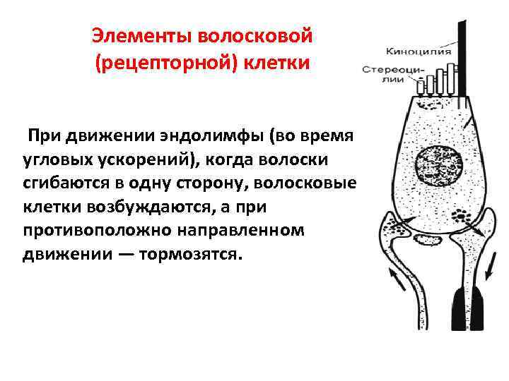 Элементы волосковой (рецепторной) клетки При движении эндолимфы (во время угловых ускорений), когда волоски сгибаются