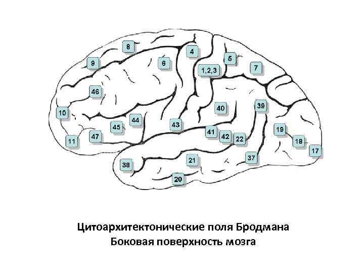 Цитоархитектонические поля Бродмана Боковая поверхность мозга 