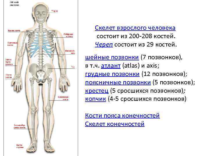 Опора и движение скелет человека. Скелет человека состоит из. Скелет взрослого человека. Скелет человека состоит из костей. Скелет человека состоит из 208 костей.