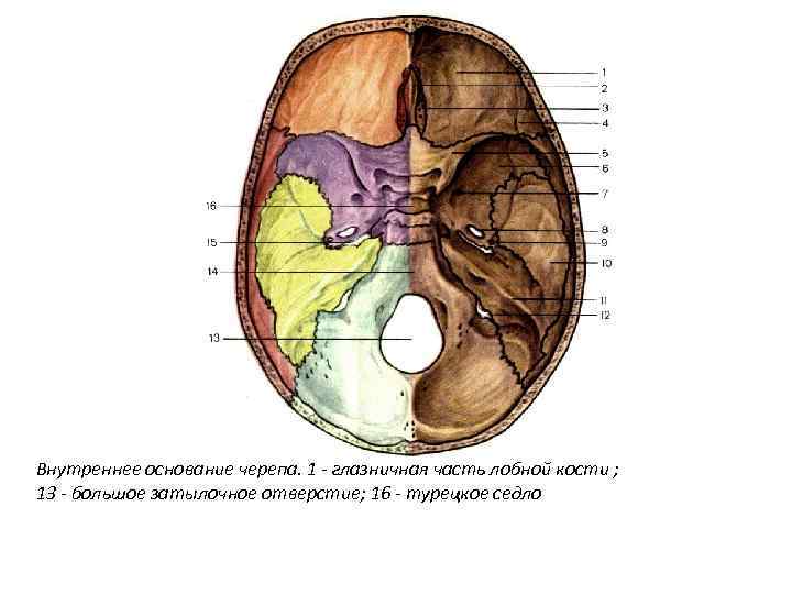 Внутреннее основание черепа. 1 - глазничная часть лобной кости ; 13 - большое затылочное