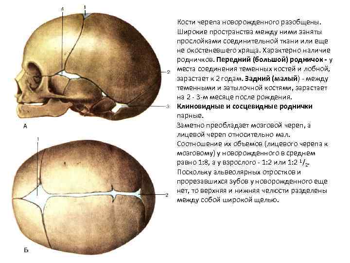 Кости черепа новорожденного разобщены. Широкие пространства между ними заняты прослойками соединительной ткани или еще