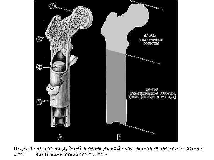 Вид А: 1 надкостница; 2 губчатое вещество; 3 компактное вещество; 4 костный мозг Вид