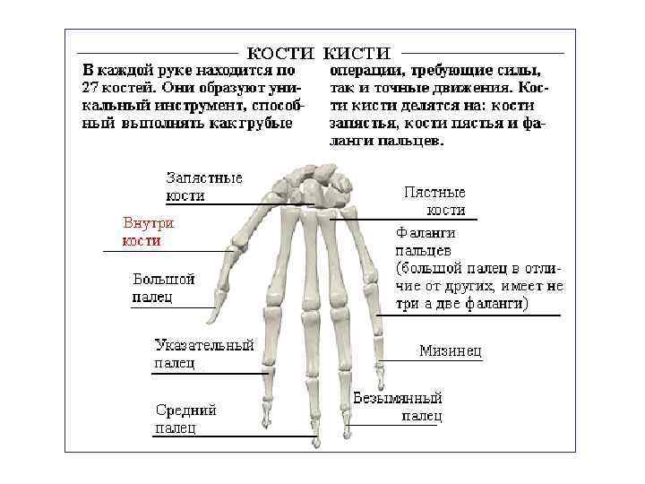 Кисть руки анатомия кости рисунок с описанием