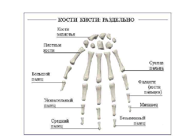 Название костей руки у человека фото с названиями