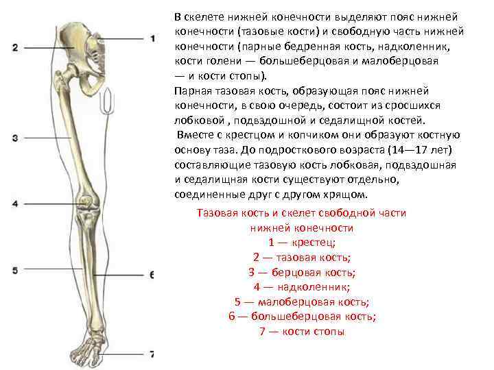 В скелете нижней конечности выделяют пояс нижней конечности (тазовые кости) и свободную часть нижней