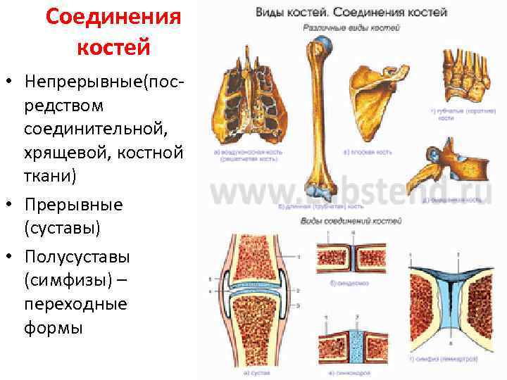 Соединения костей • Непрерывные(пос редством соединительной, хрящевой, костной ткани) • Прерывные (суставы) • Полусуставы