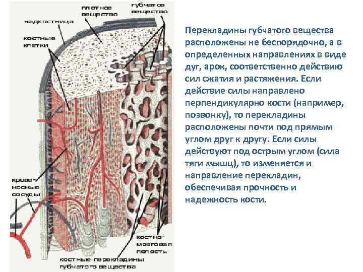 Перекладины губчатого вещества расположены не беспорядочно, а в определенных направлениях в виде дуг, арок,