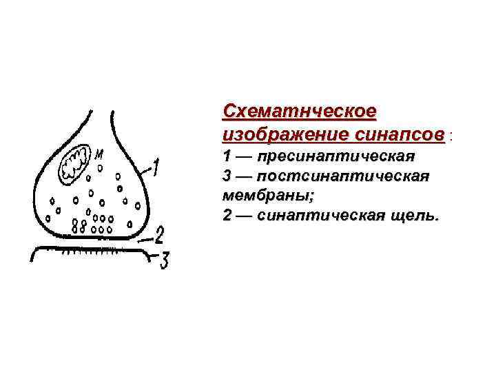 Схематнческое изображение синапсов : 1 — пресинаптическая 3 — постсинаптическая мембраны; 2 — синаптическая