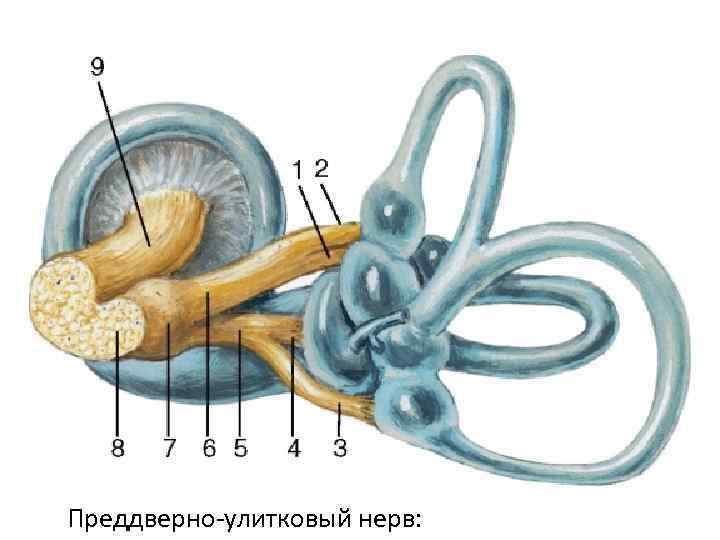 Преддверно улитковый нерв: 
