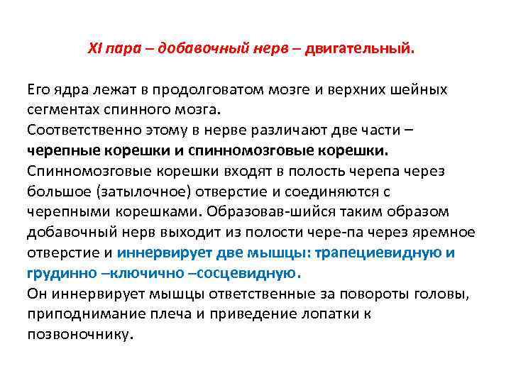 XI пара – добавочный нерв – двигательный. Его ядра лежат в продолговатом мозге и