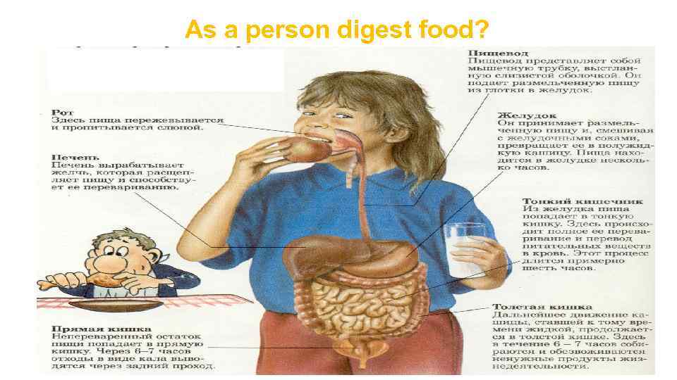 As a person digest food? 