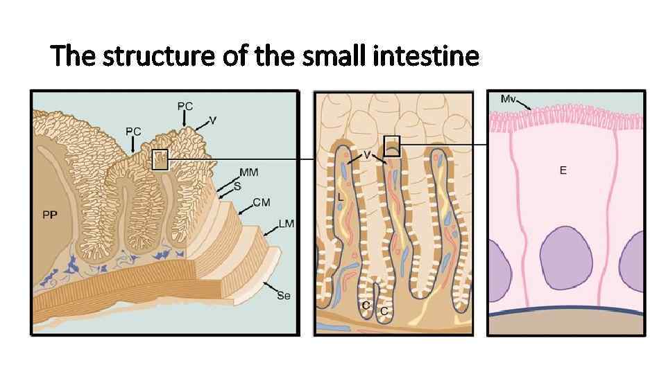 The structure of the small intestine 