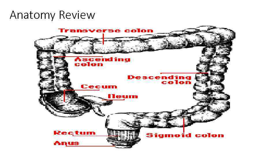 Anatomy Review 