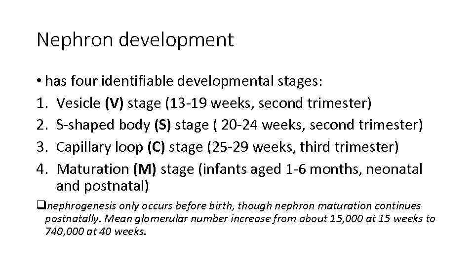 Nephron development • has four identifiable developmental stages: 1. Vesicle (V) stage (13 -19