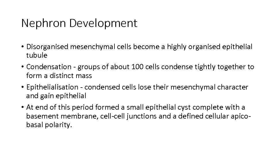 Nephron Development • Disorganised mesenchymal cells become a highly organised epithelial tubule • Condensation