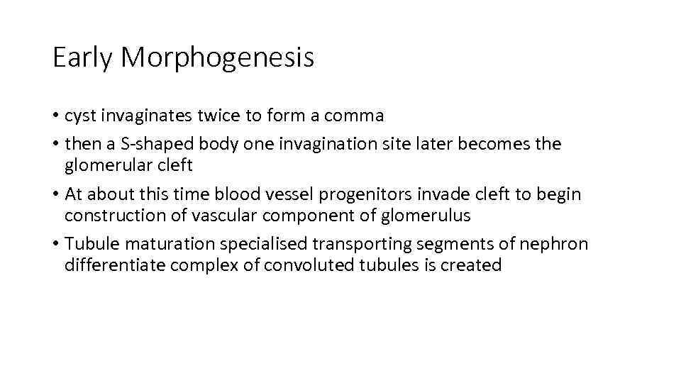 Early Morphogenesis • cyst invaginates twice to form a comma • then a S-shaped