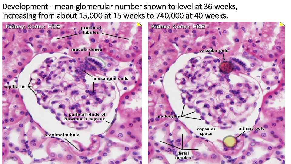 Development - mean glomerular number shown to level at 36 weeks, increasing from about