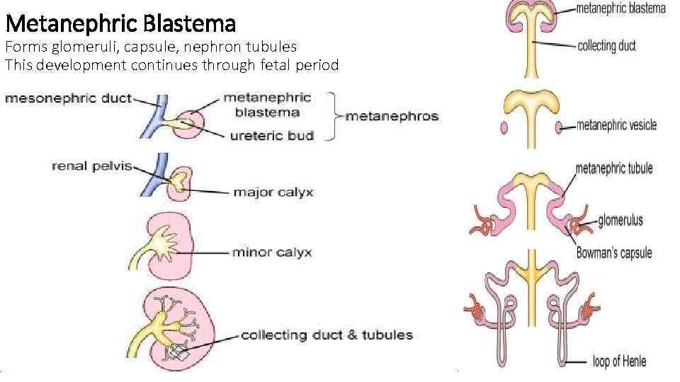 Metanephric Blastema Forms glomeruli, capsule, nephron tubules This development continues through fetal period 