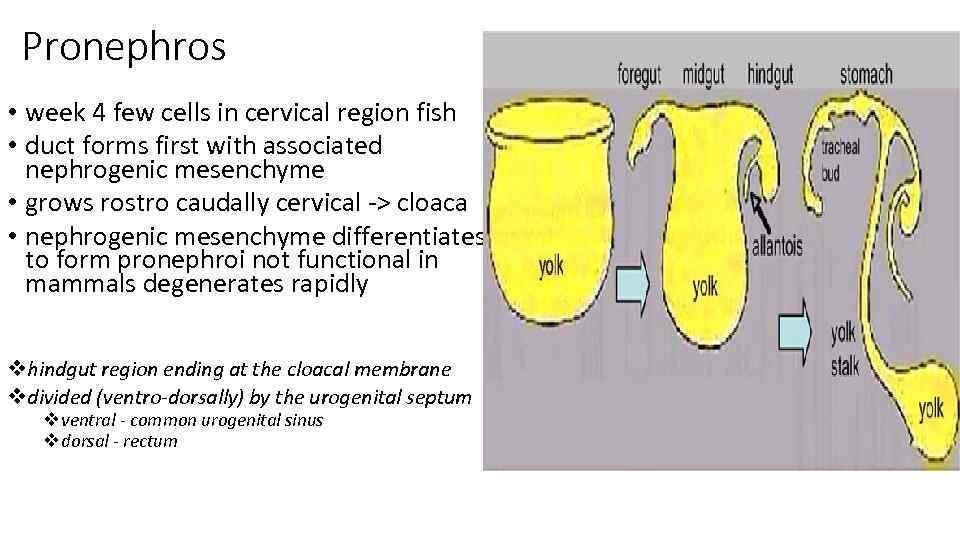 Pronephros • week 4 few cells in cervical region fish • duct forms first