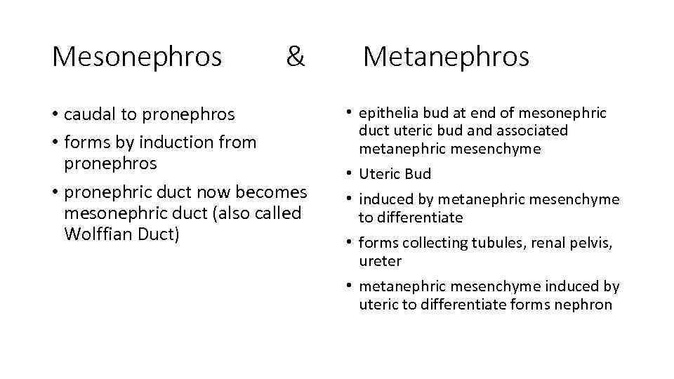Mesonephros & • caudal to pronephros • forms by induction from pronephros • pronephric
