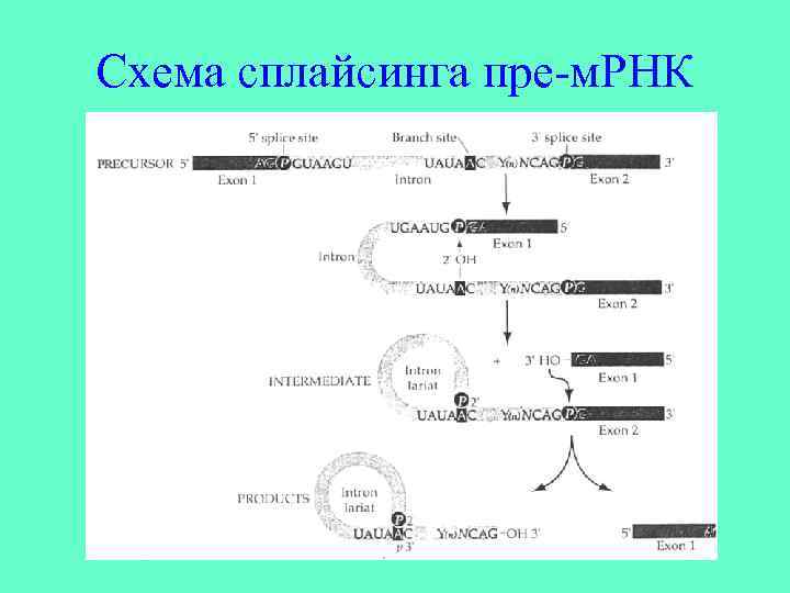 Процессинг синтез. Схема процессинг м РНК. Сплайсинг пре МРНК. Схема сплайсинга. Схема сплайсинга пре-МРНК.