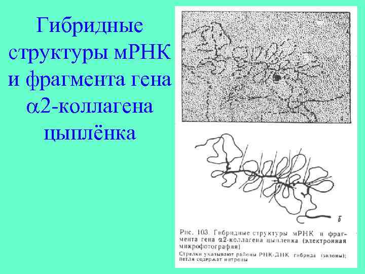 Гибридные структуры м. РНК и фрагмента гена 2 -коллагена цыплёнка 