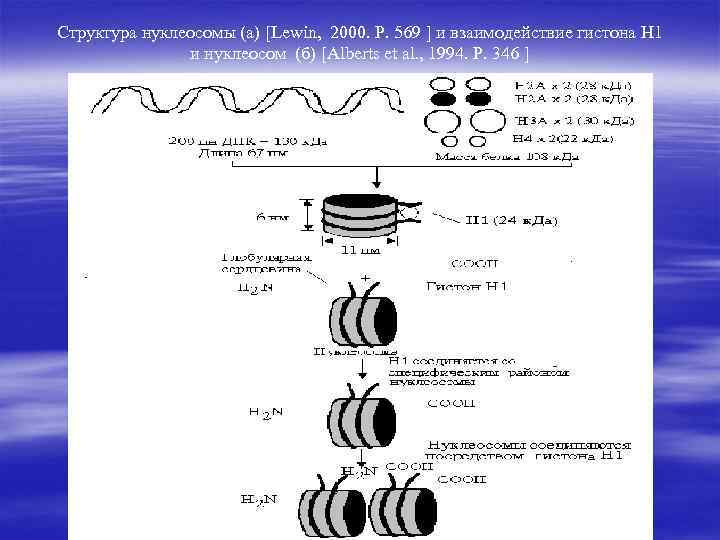 Нуклеосома. Структура нуклеосомы. Строение и химический состав нуклеосом.. Нуклеосома строение. Опишите строение нуклеосом.