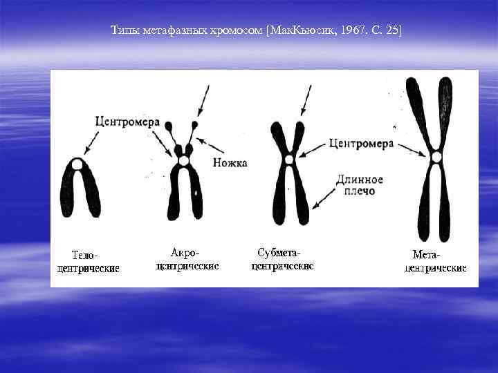 Типы метафазных хромосом [Мак. Кьюсик, 1967. С. 25] 