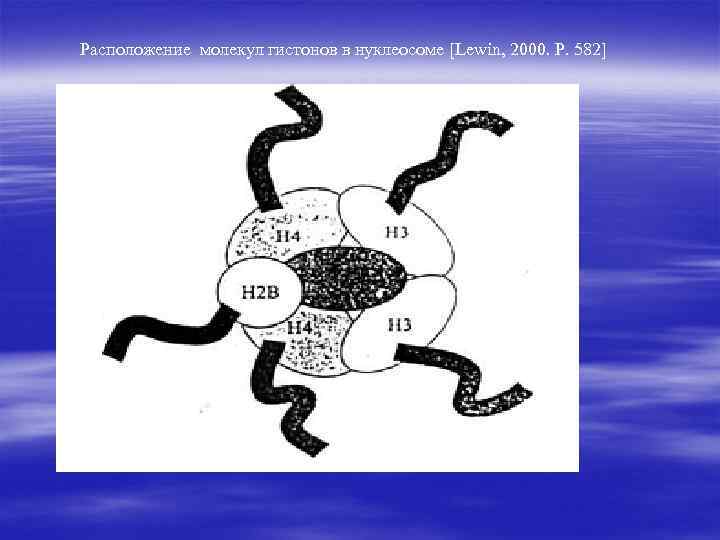 Расположение молекул гистонов в нуклеосоме [Lewin, 2000. Р. 582] 