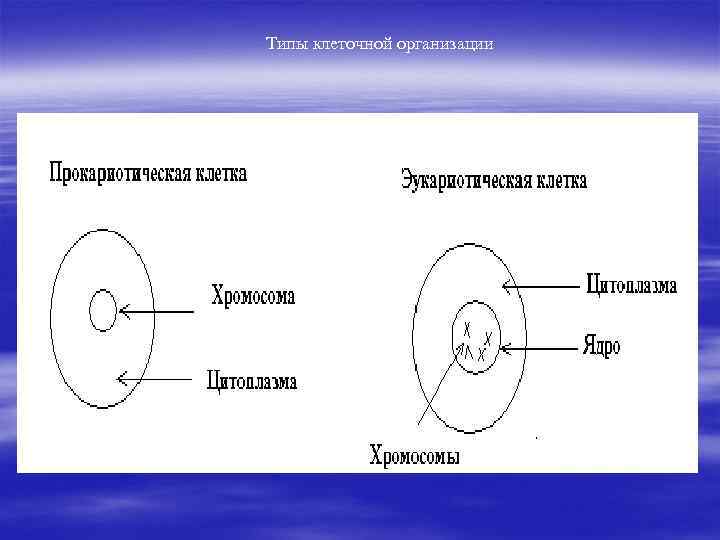 Типы клеточной организации 
