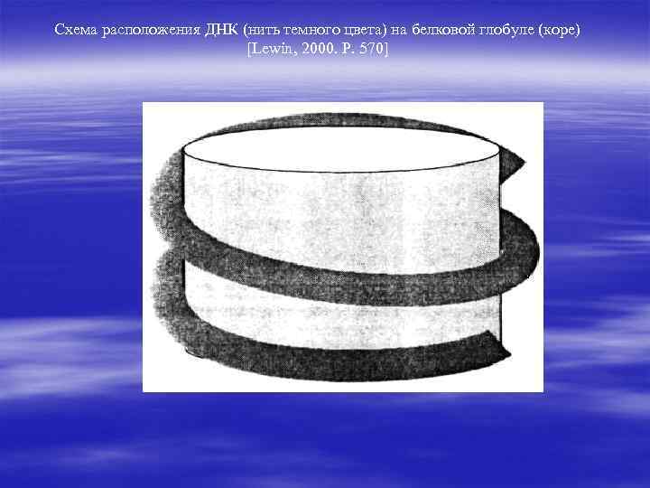 Схема расположения ДНК (нить темного цвета) на белковой глобуле (коре) [Lewin, 2000. Р. 570]