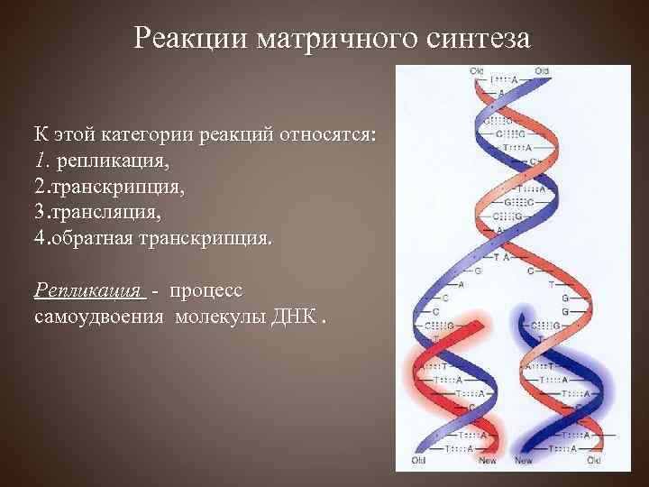 Реакции матричного синтеза К этой категории реакций относятся: 1. репликация, 2. транскрипция, 3. трансляция,