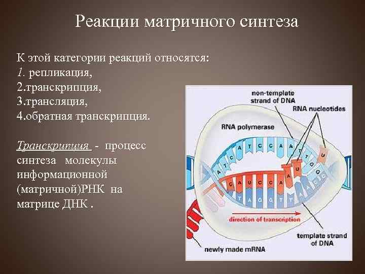 Реакции матричного синтеза К этой категории реакций относятся: 1. репликация, 2. транскрипция, 3. трансляция,