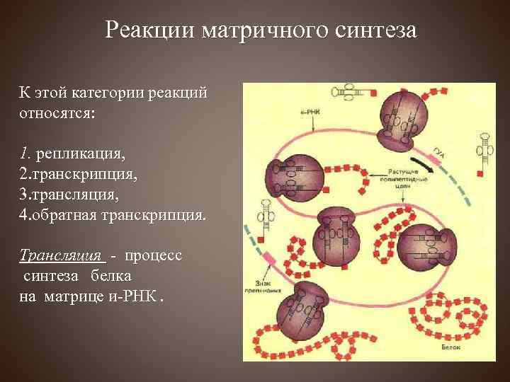 Реакции матричного синтеза К этой категории реакций относятся: 1. репликация, 2. транскрипция, 3. трансляция,