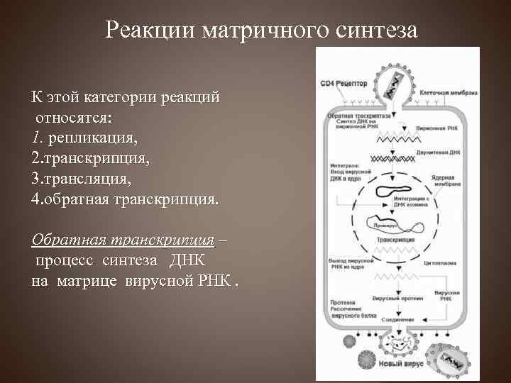 Реакции матричного синтеза К этой категории реакций относятся: 1. репликация, 2. транскрипция, 3. трансляция,