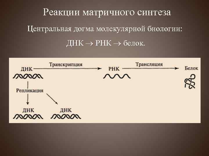 Реакции матричного синтеза Центральная догма молекулярной биологии: ДНК РНК белок. 