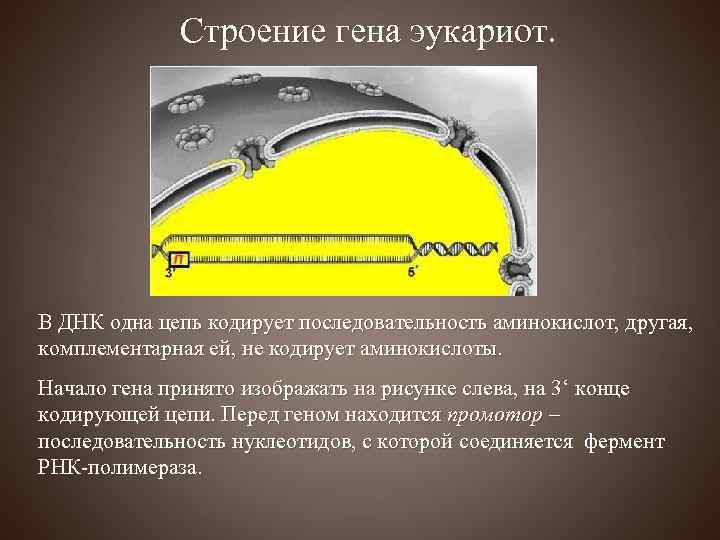 Строение гена эукариот. В ДНК одна цепь кодирует последовательность аминокислот, другая, комплементарная ей, не