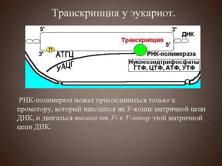 Транскрипция у эукариот. РНК-полимераза может присоединиться только к промотору, который находится на 3'-конце матричной