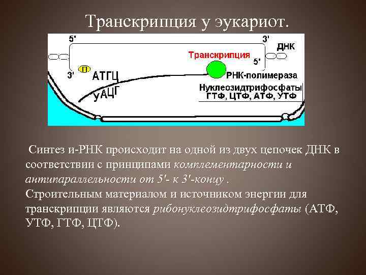 Транскрипция у эукариот. Синтез и-РНК происходит на одной из двух цепочек ДНК в соответствии