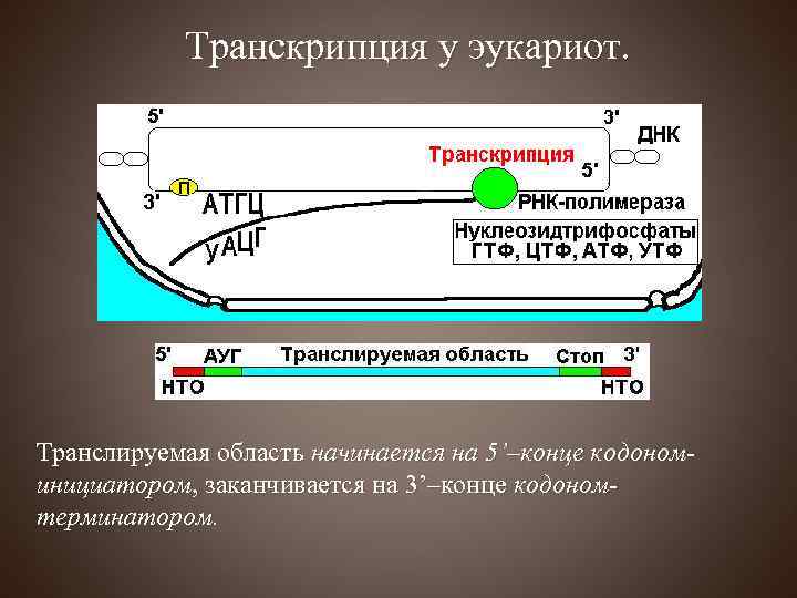 Транскрипция у эукариот. Транслируемая область начинается на 5’–конце кодономинициатором, заканчивается на 3’–конце кодономтерминатором. 