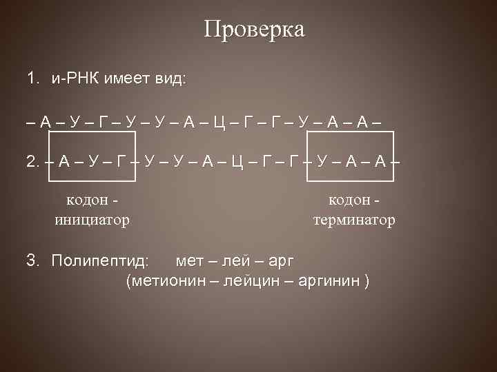 Проверка 1. и-РНК имеет вид: –А–У–Г–У–У–А–Ц–Г–Г–У–А–А– 2. – А – У – Г –