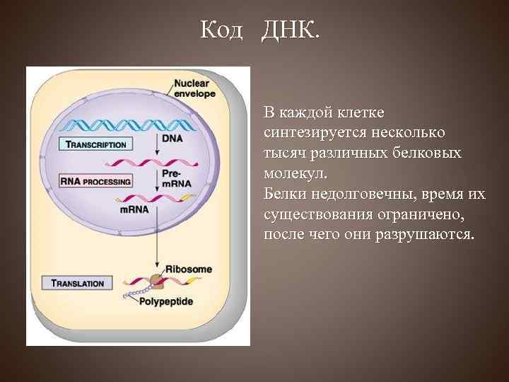 Код ДНК. В каждой клетке синтезируется несколько тысяч различных белковых молекул. Белки недолговечны, время