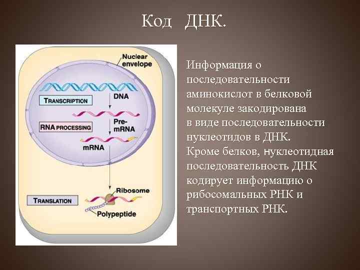 Код ДНК. Информация о последовательности аминокислот в белковой молекуле закодирована в виде последовательности нуклеотидов