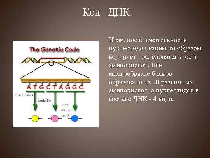 Код ДНК. Итак, последовательность нуклеотидов каким-то образом кодирует последовательность аминокислот. Все многообразие белков образовано