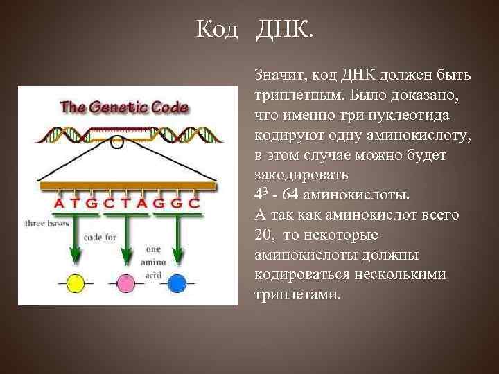 Код ДНК. Значит, код ДНК должен быть триплетным. Было доказано, что именно три нуклеотида