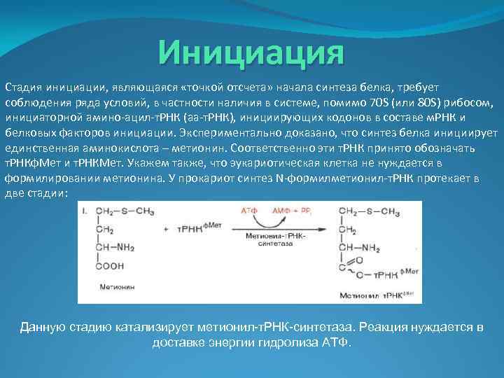 Инициация Стадия инициации, являющаяся «точкой отсчета» начала синтеза белка, требует соблюдения ряда условий, в