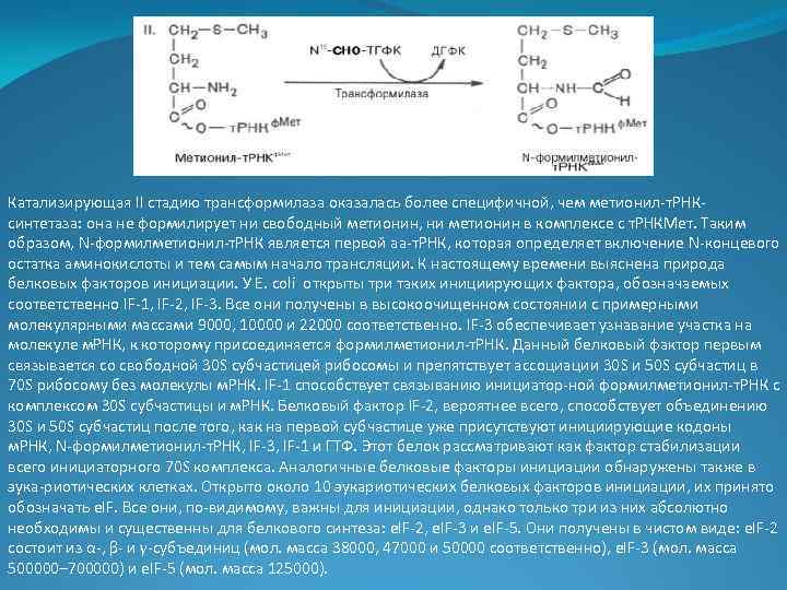 Катализирующая II стадию трансформилаза оказалась более специфичной, чем метионил-т. РНКсинтетаза: она не формилирует ни