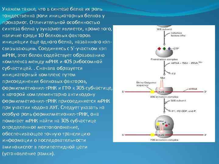 Укажем также, что в синтезе белка их роль тождественна роли инициаторных белков у прокариот.